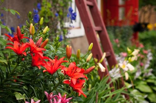 Grow a Lily in your garden