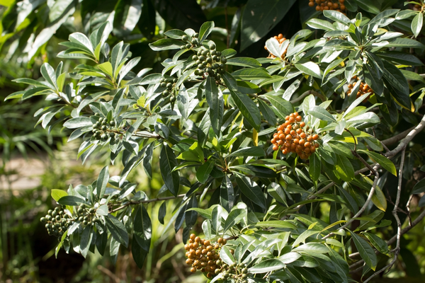 Top 5 alternatives to box hedging